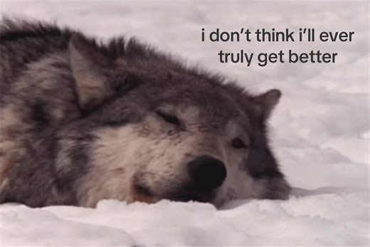… #vent #wolves #realatable #mentalhealth #gif