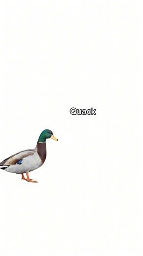 Quack 🦆 !!! #duck #funny #cute#animation#quack