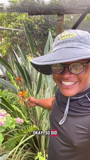 The scientific name for the common orange and blue Bird of Paradise plant is Strelitzia reginae. It is a member of the Strelitziaceae family, native to South Africa, and known for its dramatic, crane-like flowers and banana-like leaves.