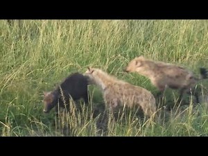 newborn calf attacking by group of hyenas video