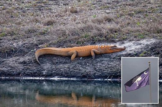 Orange alligators? SC gators emerge from winter brumation with new look