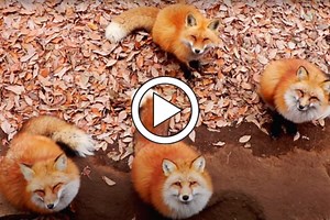 "Fox Village" Is a Real Place, And We Want To Go!