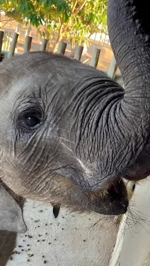 Guess whose little tusk has emerged! Phabeni has cut his first tiny tusk and we are so glad for him, as the discomfort should hopefully ease. This area appeared very swollen and certainly looked painful for many weeks. Now we wait for the second tusk to show. The little bull is growing up! 11 months old already, Phabeni is approaching his first birthday next month, as estimated by our experts and wildlife vets. We have given him the birth date of 19 July, the day after Nelson Mandela Day in Sout