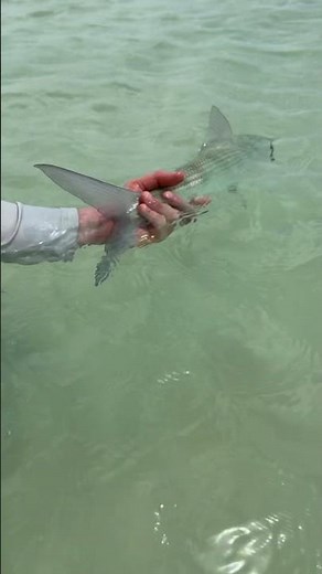 Hawaiian Bonefish #ghettosuperfly