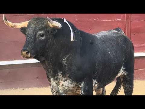 Salida 5º toro de SOBRAL: "CAMINERO" - 21-junio-2026 - Rozas de Puerto Real