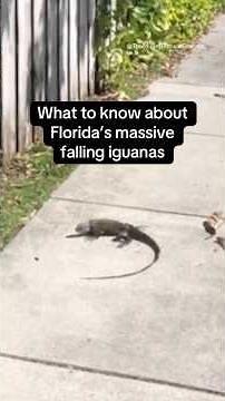 What to know about Florida's massive falling iguanas #shorts