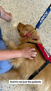 6.3K views · 180 reactions | POV from our Detroit hospital therapy dog, Envy!  Follow along as she gives you a glimpse into her 'paws'itively busy day.  | Henry Ford Health | Facebook