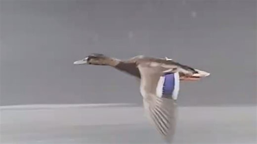 Speeding duck races motorway traffic