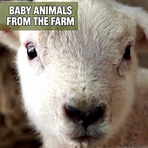 44K views · 156 shares | Prepare to go weak at the knees, here are some baby animals from the farm  #thisfarminglife | BBC Scotland | Facebook
