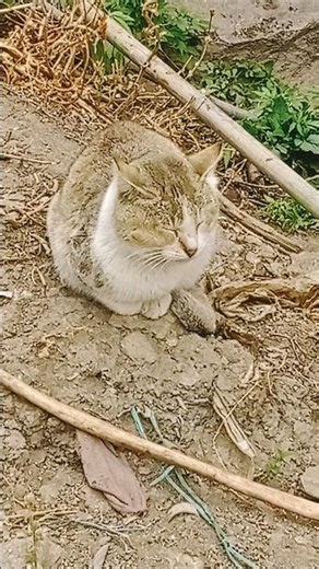 The cat is sleeping on the letter #ytshorts
