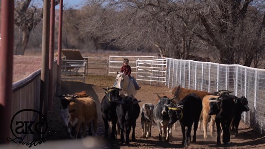 🐴WIMPYS DAVINCI CODE (Pearl Jam) 2020 AQHA Gelding 15 HH 🌵✨ A proven NRHA money earner, he’s sired by the great Electric Code, whose offspring have earned over $1.4 million in the reining pen. Pearl Jam carries that winning pedigree with pride—he’s soft, stylish, and smooth as butter, loping around like a dream with effortless cadence and total control. His jog is one you could sit all day, and every maneuver—from his silky lead changes to his deep, quiet stops—feels seamless and easy. He’s go