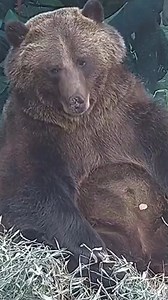 61K views · 2.2K reactions | Actual footage of us trying to stay awake during work. #bear #grizzlybear #marylandzoo #zoo #sleep #maryland | Cleveland 19 News | Facebook