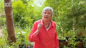 Salvia Garden - Gardening Australia