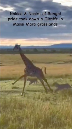 Nakisa & Nasira actively ch@sed a Giraffe and had a table full of meals in Masai Mara grasslands