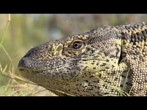 You Have Reptile Bones in Your Ears! — HHMI BioInteractive Video