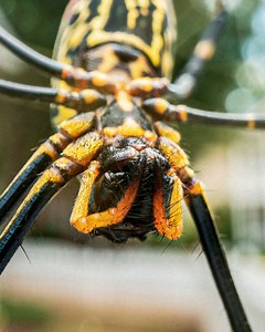 134K views · 845 reactions | Could these spiders survive North American winters? | Crazy Creatures | Facebook