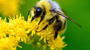 How To Help Bees Prepare For Winter By Planting These 10 Late Blooming Flowers