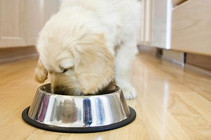 The Right Feeding Schedule for Puppies