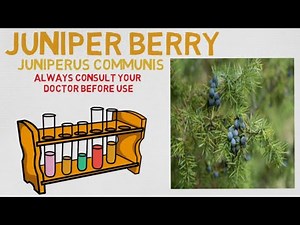 Essential Oil Breakdown: Juniper Berry Oil! Benefits, Uses, and History (Aromatherapy)