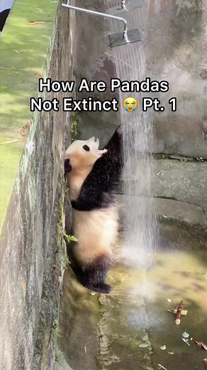 The Fascination Behind Extinct-Proof Pandas