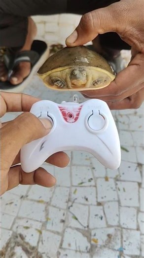 Remote Control Turtle 🐢 Unboxing And Testing