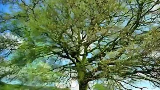 F. Chopin — Spring Waltz