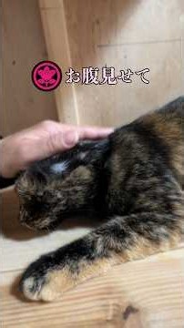 野良猫からの一歩