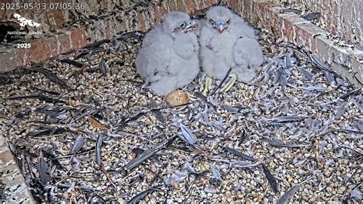 WE’RE IN OUR FALCON FEELS, IT’S OFFICIALLY NATIONAL AVIARY PEREGRINE FALCONCAM SEASON! 🎥🦅 2025 was a remarkable year for wild Peregrine pair Carla and Ecco. In their second breeding season together, they hatched and raised not one, not two, but THREE chicks (pictured in this throwback video!) – all of which were banded by our partners at the Pennsylvania Game Commission. 🥚 As Carla and Ecco prepare for their THIRD year in the University of Pittsburgh’s Cathedral of Learning next box, YOU can 