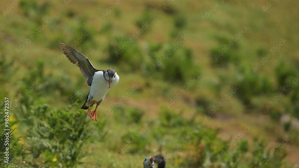 Slow Motion Puffin Flying and Landing on the Ground at its Burrow, Atlantic Puffin In Flight in Slow Motion on Skomer Island