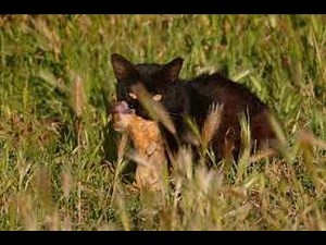 Can Cats Really Protect Chickens From Weasels?