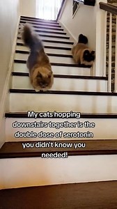1M views · 10K reactions | A perfect dose of serotonin for you courtesy of the cutest munchkin stair hops  #munchkincat #rescuecats #ragdollcat #himalayancat | Munckin Stevie | Facebook