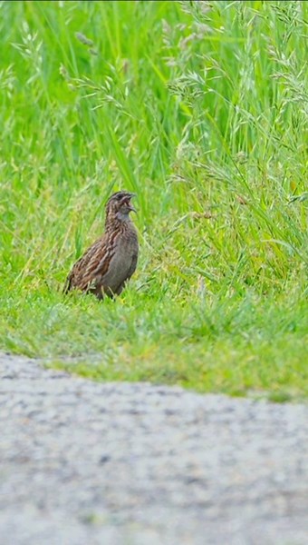 male quail natural call #naturesvoice #birdsounds