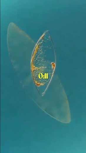 Bioluminescent Algae PART-1 Living Part Light!✨ Glowing Ocean! #microbiology #science #microscope