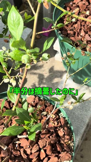 正直びっくりしてます（ブルーベリー）