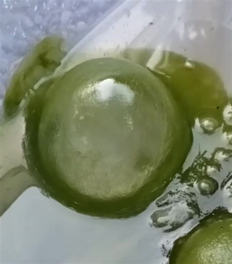 Bursting #Ulva bubbles. The hole expansion stops, the validity of the #Taylor-Culick theory is limited. Some parts of the vide are slow-motion, 0.3x-0.2x.