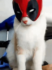 CATPOOL (DEADPOOL)