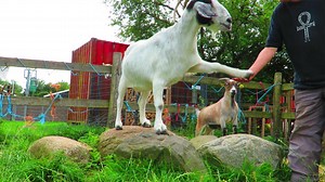 17K views · 1.2K reactions | Hello, how do you do! | Mia, the cutest baby goat in all of Denmark | Facebook
