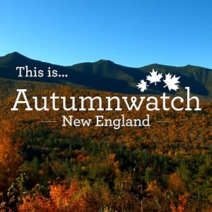 309K views · 3.4K reactions |  Join us in this one-off special as we travel to New England to bring you the most spectacular of seasons. | BBC Springwatch | Facebook