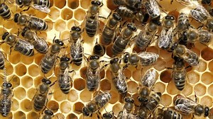 Life and reproduction of bees. Bees take care of larvae that are in the cocoons and transform the nectar into honey.