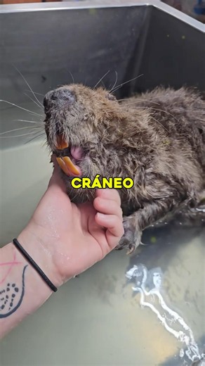 Si el castor deja de roer madera sus propios dientes le perforan el cráneo 🦫 #animales #curiosidad