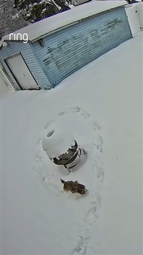 Lucy's first winter 🫶❄️ Justin's new puppy had the time of her life running around in the snow for the first time! | Ring