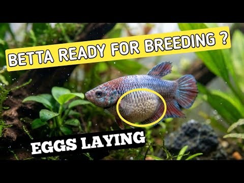 How to know female betta fish is ready to breed | How to know female betta is pregnant .