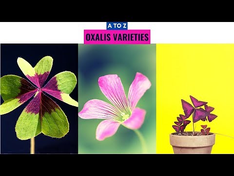 Oxalis Varieties A to Z