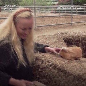 493K views · 6.3K reactions | Thanks to the Los Angeles Guinea Pig Rescue hundreds of guinea pigs have been saved. Watch more Paws and Claws on PeopleTV: https://people.tv/2lphcQK | People | Facebook