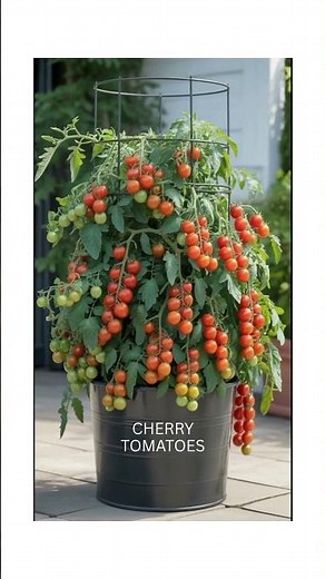 Top 3 Vegetables That Thrive in Containers 🪴🌱 (Perfect for Small Spaces!) Gardeningformyfuture.com