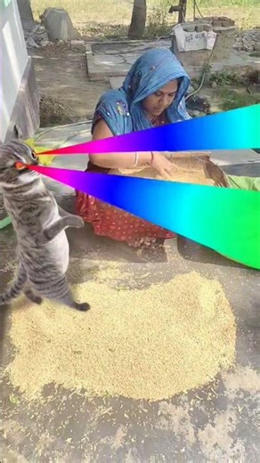 🙀🙀Billi boli 🙀🙀Meow Meow 🙀🙀🙀🐈🐈🐈😝😝😝😻😻😻👈👈👈 #funny