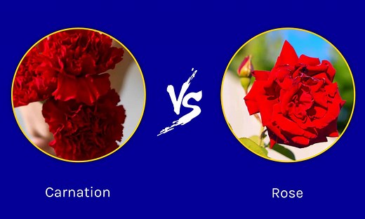 Carnations vs. Roses: Which Flower Is Better?