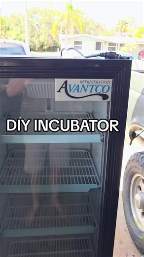 How to Build a DIY Incubator for Chickens and Quail