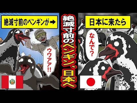 絶滅危惧種のフンボルトペンギンが、日本の気候にぴったり合って大繁殖していますｗｗ