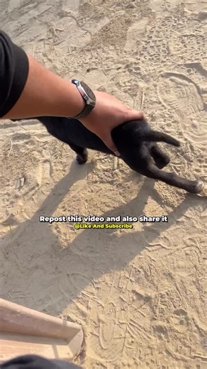 Ayush on Instagram: "Man behind payal gaming fake mms video🤬 . . . . #viral #mms #fake #payalgaming #news"